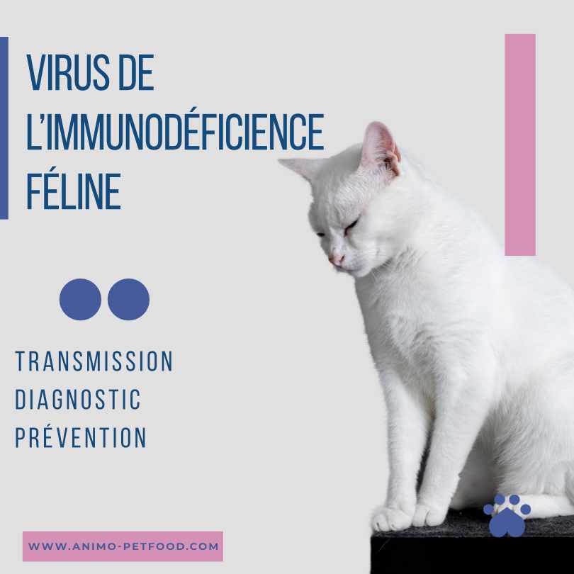 FIV-virus-sida-chat